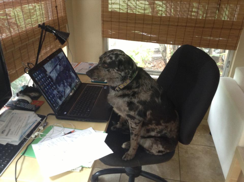 Take your dog to work day