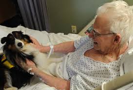 hospital therapy dog