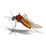 mosquito borne illness