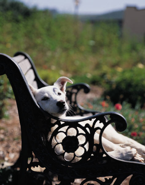 dog days of summer