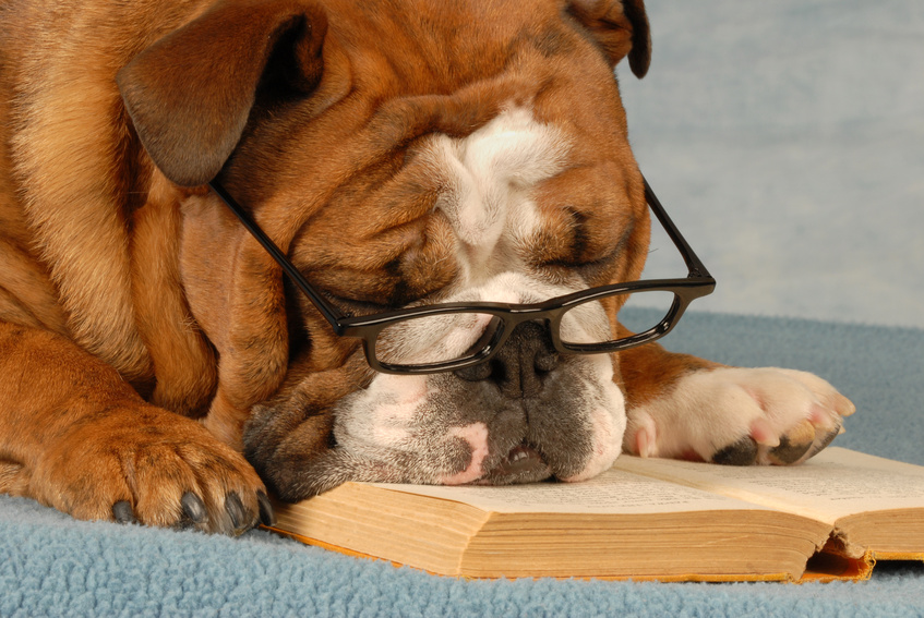 dog days of summer