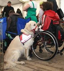 service dogs