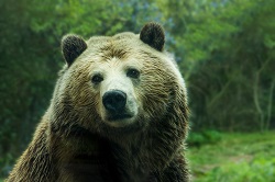 don’t poke the bear